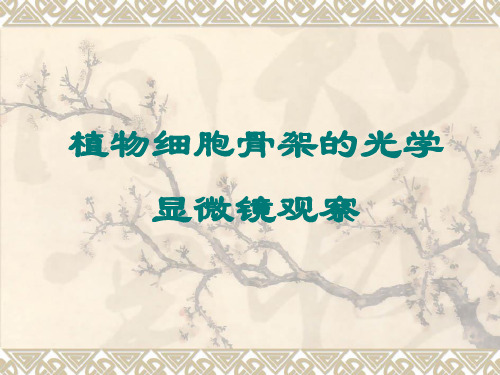 细胞骨架的观察