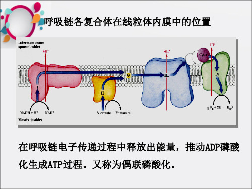 《氨基酸代谢临床》PPT课件