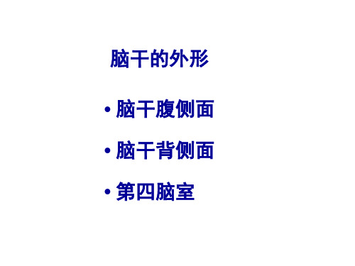 基础医学-脑干间脑小脑