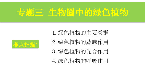 生物济南版七年级上册专题三 生物圈中的绿色植物PPT课件