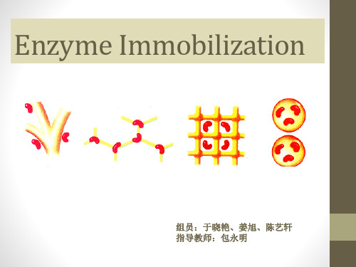enzyme immobilization
