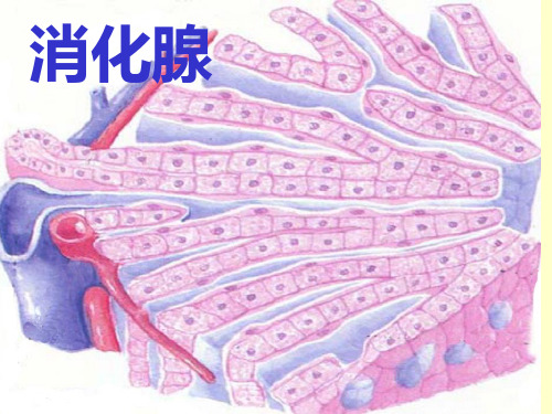 组织学与胚胎学 消化腺