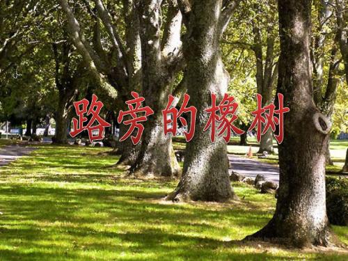 《路旁的橡树》ppt