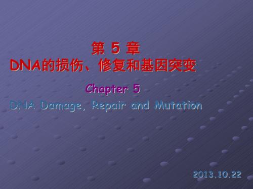 DNA的损伤、修复和基因突变ppt课件