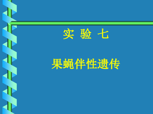 果蝇伴性遗传