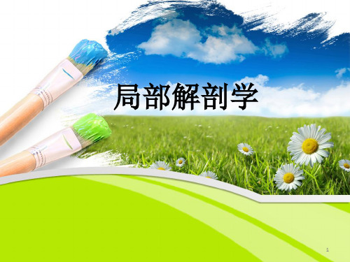 局部解剖学简介ppt课件