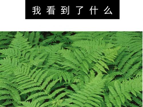 教科版小学科学三年级上册第一单元《我看到了什么》课件