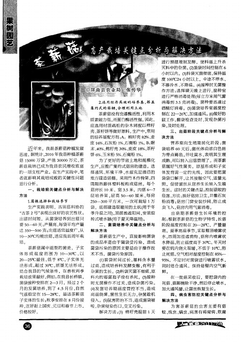 茶薪菇高产栽培关键点分析与解决方法