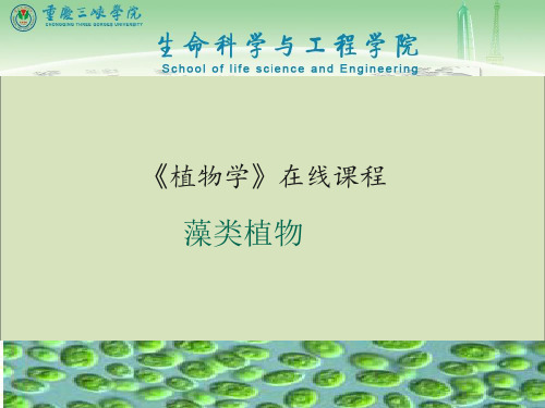 2藻类植物二(红藻+褐藻)