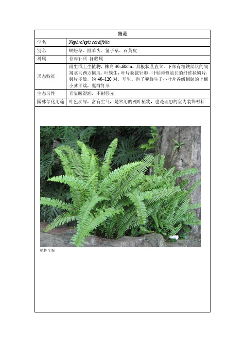 海南常用植物