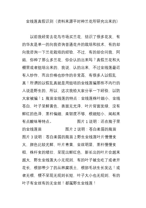 金线莲真假识别(资料来源平时种兰花所研究出来的)