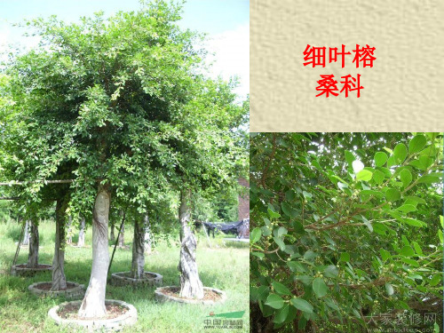 四年级下册科学课件月季和茉莉 粤教版 (共24页)PPT