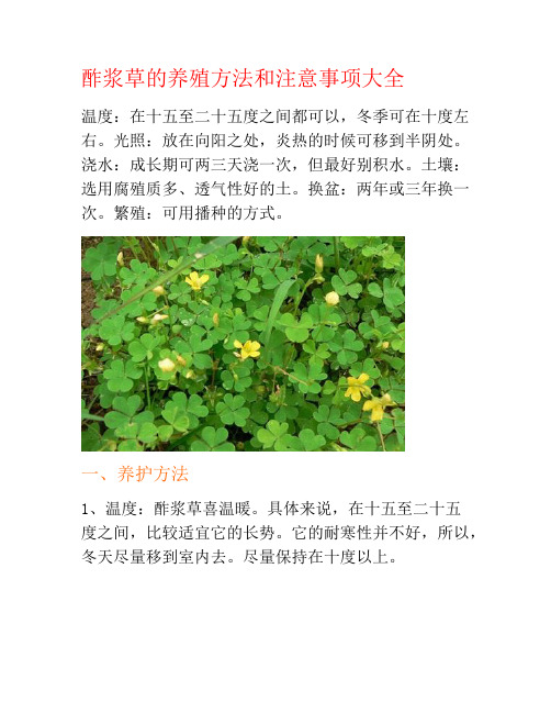 酢浆草的养殖方法和注意事项大全