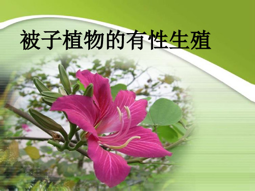 冀少版八年级生物下册被子植物的生殖有性生殖
