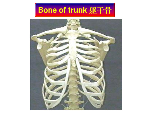躯干骨及其连结PPT课件