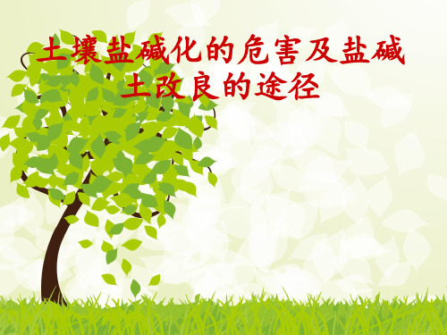 土壤盐碱化的危害及盐碱土改良的途径