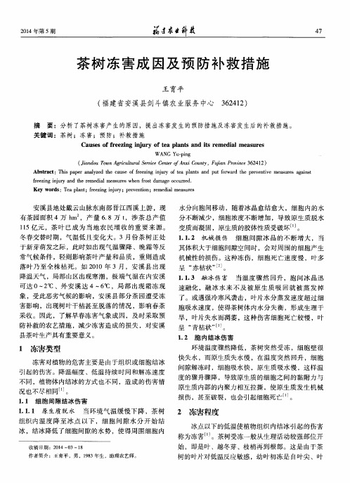 茶树冻害成因及预防补救措施