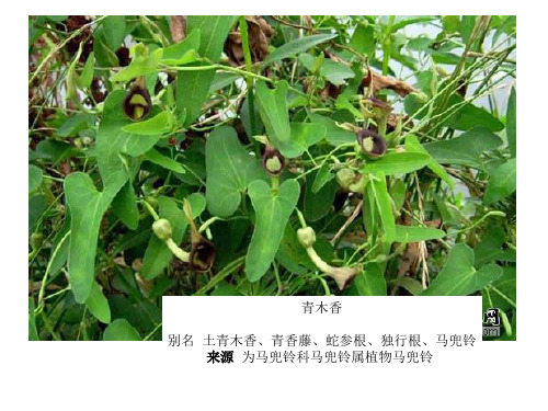 药用植物图片