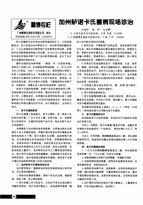 加州鲈诺卡氏菌病现场诊治