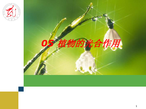 植物的光合作用