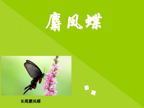 城市昆虫学作业--麝凤蝶
