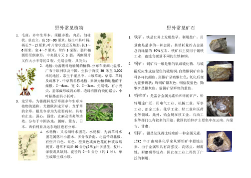 野外常见植物
