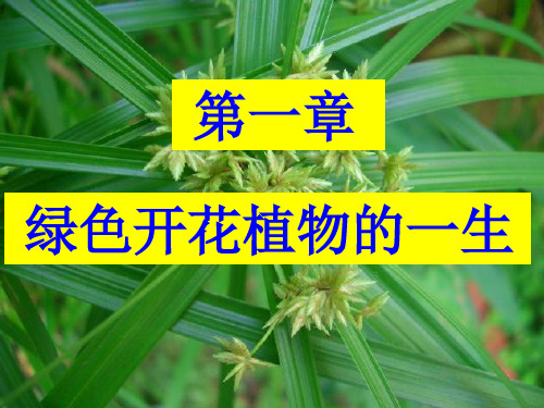 八年级生物上册 第四单元 第一章 绿色开花植物的一生复习 (新版)济南版