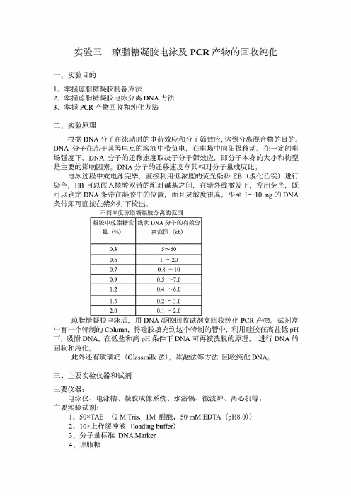 实验三_琼脂糖凝胶电泳及PCR产物的回收纯化
