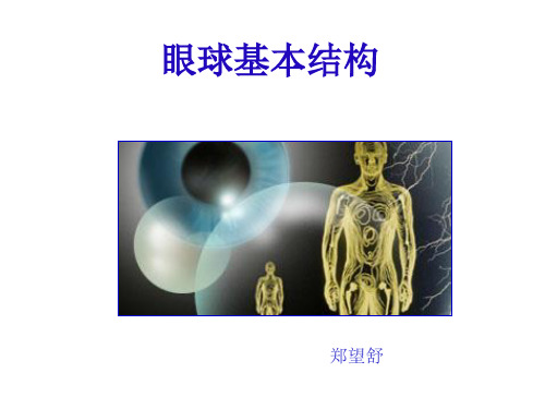 眼球基本结构