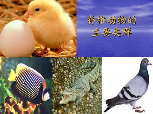 脊椎动物主要类群