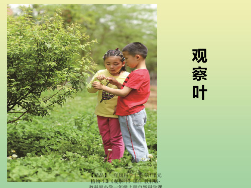 【精品】一年级科学上册 第1单元 植物 1.3《观察叶》课件 教科版-教科版小学一年级上册自然科学课