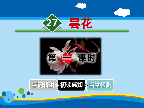 《昙花》PPT【精选推荐课件】