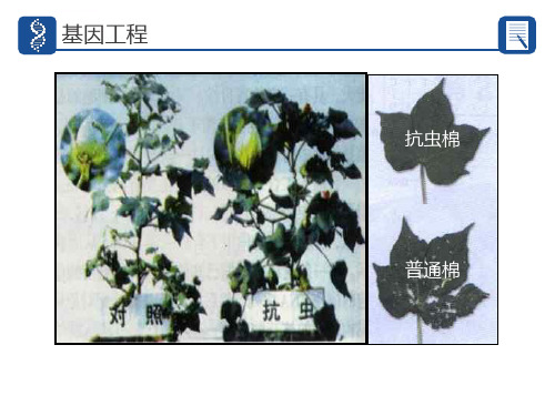 基因工程复习ppt课件