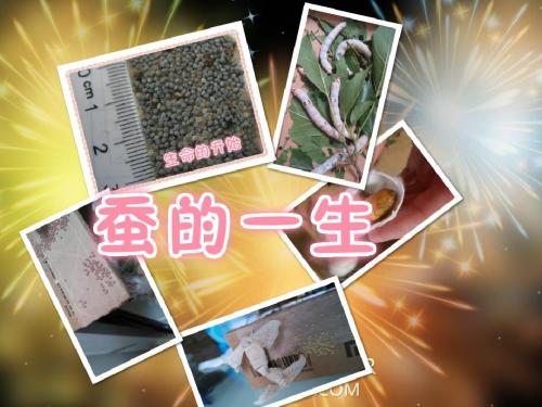 蚕的一生