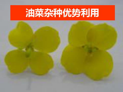 油菜育种 杂优利用