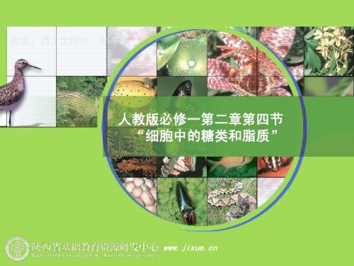 人教版必修一第二章第四节“细胞中的糖类和脂质”教学课件_生物_教学课件_人教版1