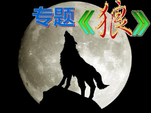 狼 专题