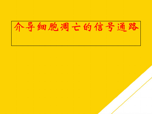 细胞凋亡的信号通路ppt资料