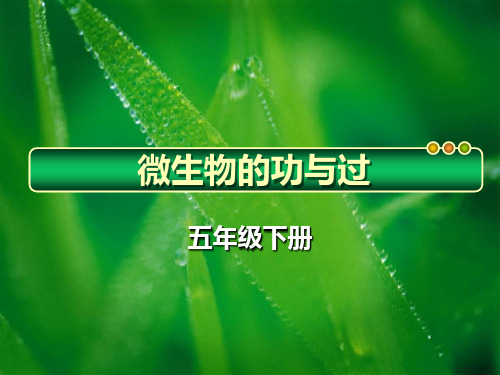 《微生物的功与过》精品教学课件.
