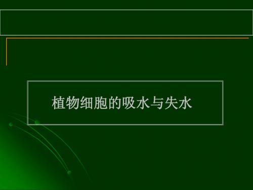 人教版教学课件植物细胞的吸水与失水
