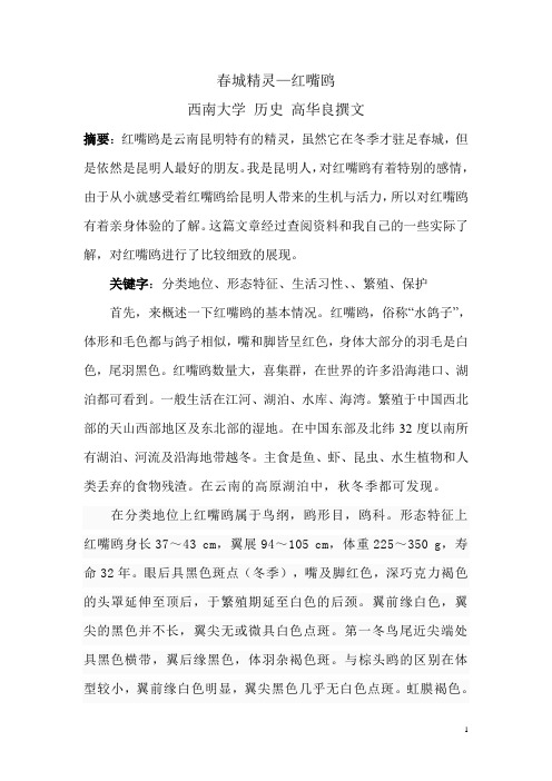 红嘴鸥 高华良