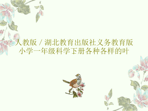人教版／湖北教育出版社义务教育版小学一年级科学下册各种各样的叶PPT文档共23页