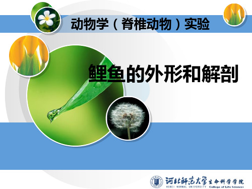 鲤鱼的外形和解剖