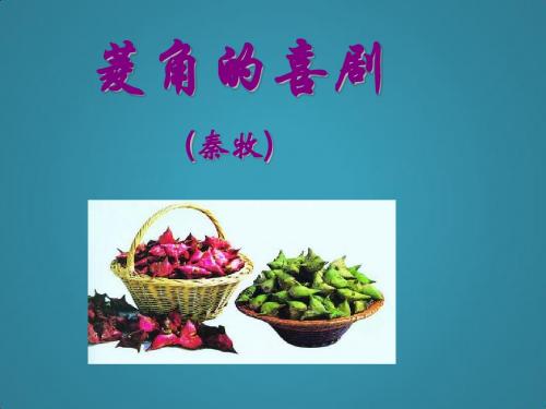 高中语文粤教版必修二《菱角的喜剧》ppt课件2