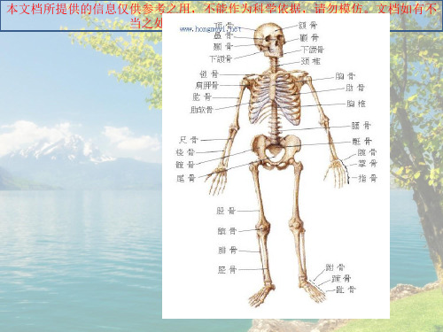 人体骨骼简述培训课件