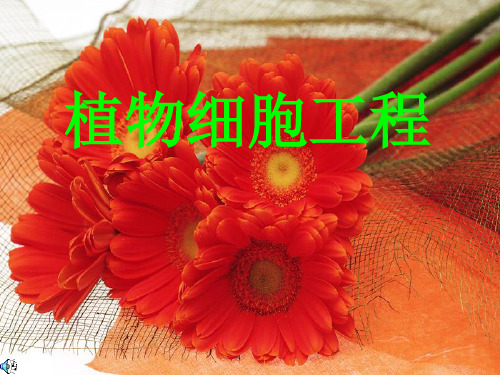 人教版高中生物选修三专题二《植物细胞工程》课件