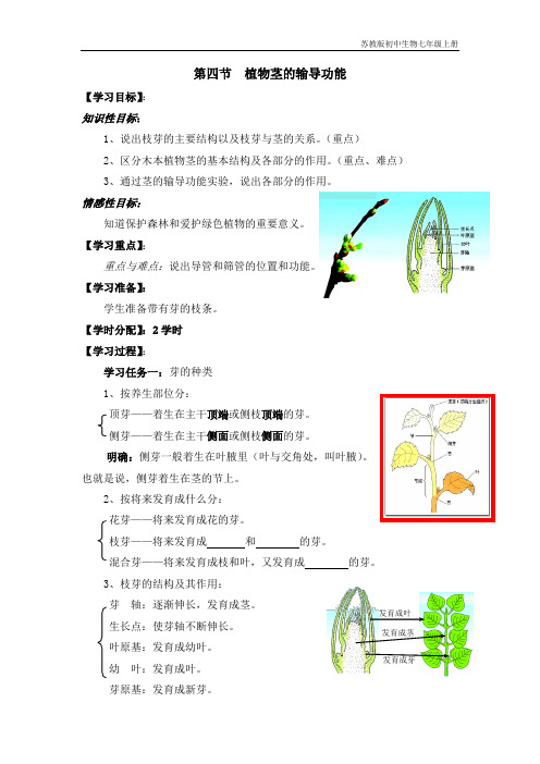 苏教版初中生物七年级《植物茎的输导功能》参考学案