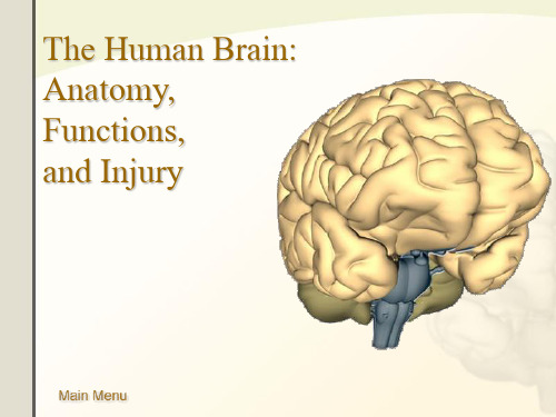 人类大脑解剖学TheHumanBrainAnatomy【国外优秀模板】