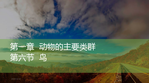 鸟PPT教学课件