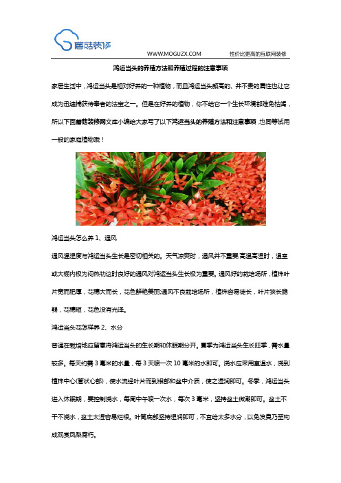 鸿运当头的养殖方法和养殖过程的注意事项